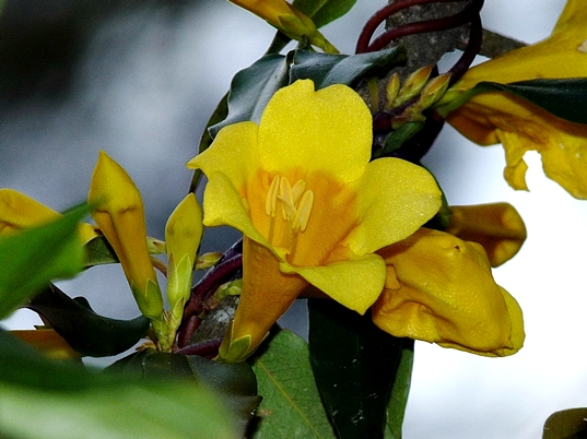 {Gelsemium sempervirens}